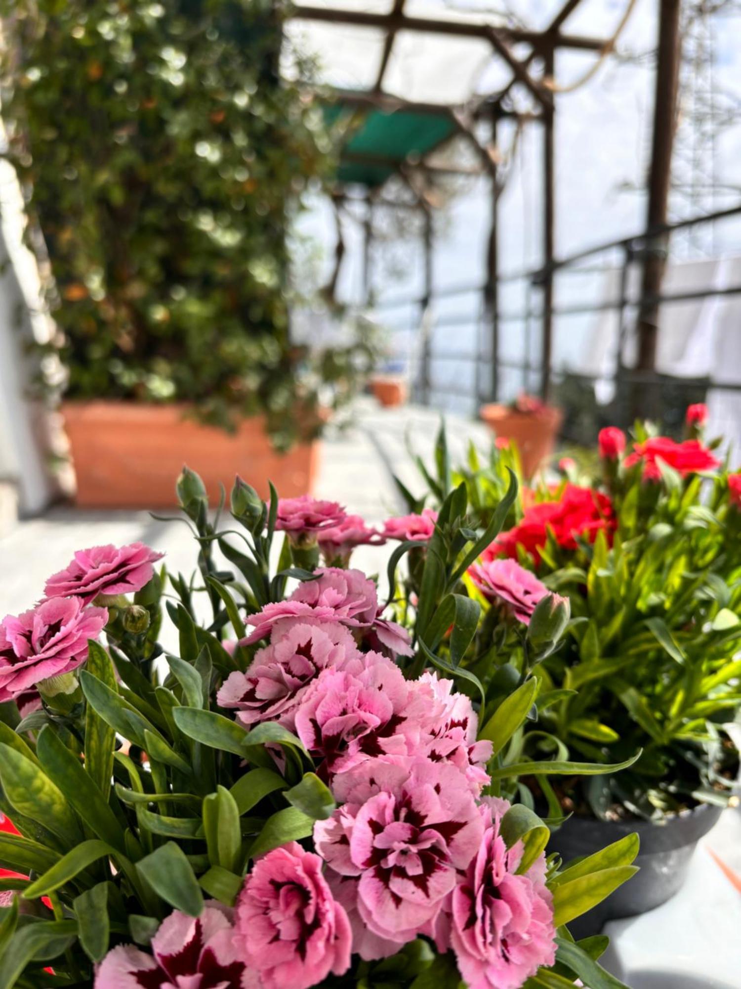 Casa Luisa & Milu , Coastal Retreats In Furore! エクステリア 写真